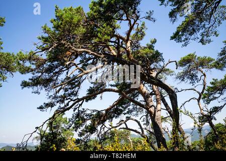 France, Drôme, Vercors, Diois, Saillans, réserve faunique de Grand Barry Banque D'Images