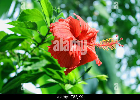 Rose de Chine Banque D'Images