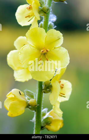 Verbascum blattaria jaune fleur, également connu sous le nom de molène papillon,usine de velours, dans la prairie sous le doux matin soleil de l'été, à Kiev, Ukraine Banque D'Images