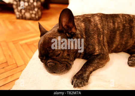 Chien reste à la maison. Beau Bouledogue français de mensonge, de profiter, se détendre et dormir sur une couverture de lit dans la salle de séjour de la maison. Cute doggy, joli intérieur, Banque D'Images