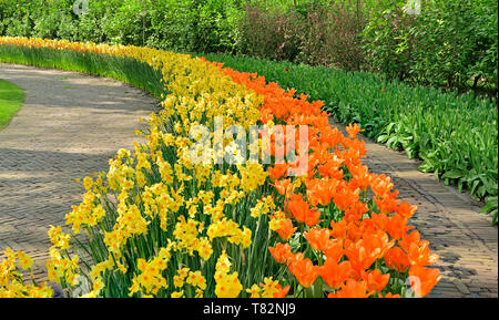 Photographié dans le Keukenhof Spring 2019, les tulipes et les jonquilles commencent tout juste en fleurs, densément plantés en rangées côte à côte Banque D'Images