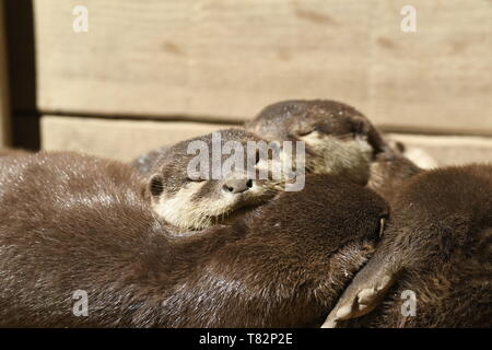 Otter dormir dans un zoo en Italie Banque D'Images