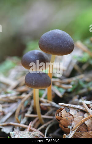 Sprucecone Strobilurus esculentus, cap, de champignons sauvages comestibles Banque D'Images