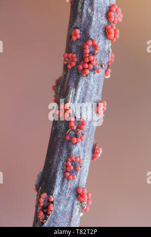 Le Champignon de corail, Nectria cinnabarina Banque D'Images