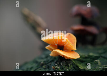 Colybie a la queue de velours ou Enokitake, champignons, champignons sauvages de Finlande Banque D'Images