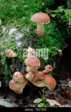 Touffe de brique ou de champignons, la brique Hypholoma lateritium Banque D'Images