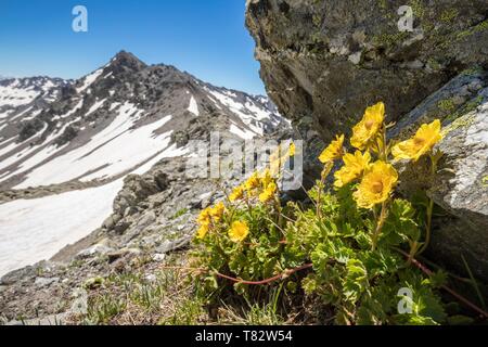 France, Hautes Alpes, vallée de la Clarée, Nevache, benoîte rampante fleurs (Geum reptans) au col des Muandes (2828m) Banque D'Images