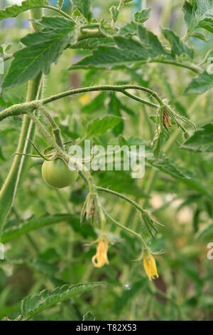 Fruit vert de tomate verte et de fleurs sur fleurs de Bush dans le jardin. La culture des tomates dans une serre. Banque D'Images