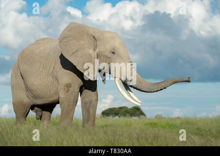 L'éléphant africain (Loxodonta africana) bull smelling à coffre, parc national d'Amboseli, au Kenya. Banque D'Images