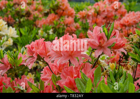 Fleurs de rhododendron rouge sur un fond de feuilles vertes au printemps journée chaude, gros plan Banque D'Images