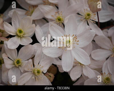 Libre d'un groupe de fleurs armandii clématite blanche Banque D'Images