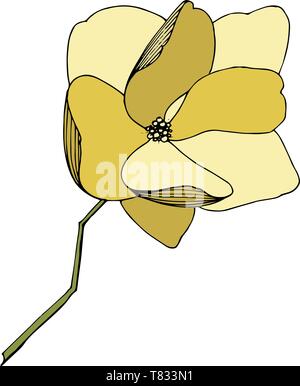 Magnolia fleurs botanique vecteur foral. L'art de l'encre jaune gravé illustration magnolia isolés élément. Illustration de Vecteur