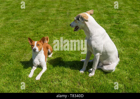 White mixed breed grand chien regardant vers le bas sur une plus petite basenji alors qu'elle repose sur une pelouse fraîche Banque D'Images