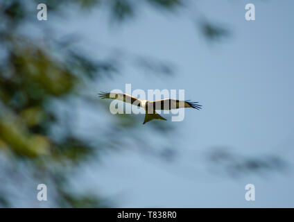 Red Kite en vol au dessus de Watlington Banque D'Images