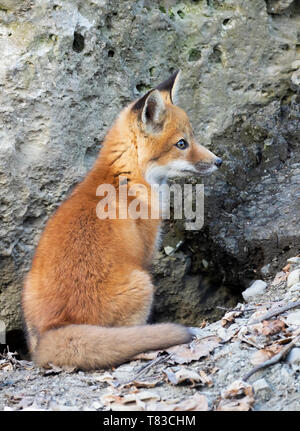 Le renard roux Vulpes vulpes kit debout devant sa tanière dans la forêt au début du printemps au Canada Banque D'Images