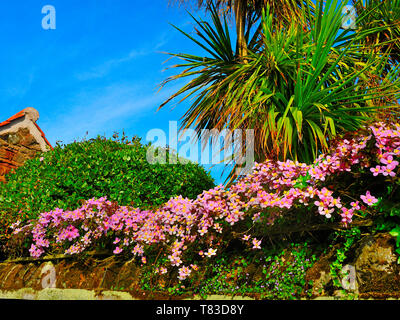 Clematis montana rose et cordyline palmier poussant dans un jardin à Crail, Fife, Scotland Banque D'Images