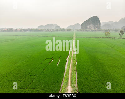 Vue aérienne de route de campagne à travers les champs de riz vert, province de Ninh Binh, Vietnam Banque D'Images