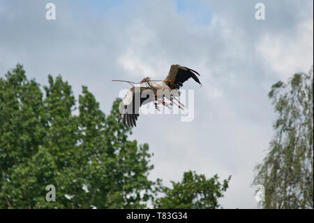 Stork Banque D'Images