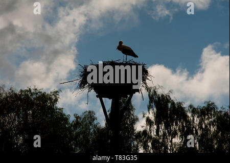 Stork Banque D'Images