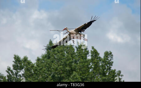 Stork Banque D'Images