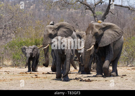 Bush de l'Afrique de l'éléphant (Loxodonta africana), troupeau avec les jeunes, sur le chemin de l'eau, Kruger National Park, Afrique du Sud, l'Afrique Banque D'Images