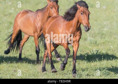 La Chine, la Mongolie intérieure, Province de Hebei, Zhangjiakou, Bashang Prairie, chevaux qui courent dans un groupe dans le pré Banque D'Images