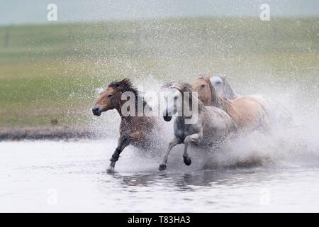 La Chine, la Mongolie intérieure, Province de Hebei, Zhangjiakou, Bashang Prairie, chevaux qui courent dans un groupe dans l'eau Banque D'Images