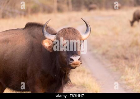 L'Inde, Maharashtra, Tadoba Andhari Tiger Reserve, gaur (Bos gaurus), Banque D'Images