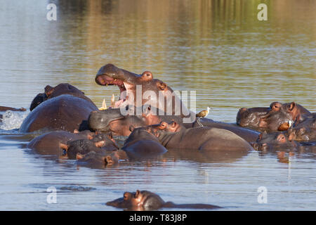 L'Hippopotame (Hippopotamus amphibius), troupeau avec de jeunes hippo, un adulte combats, empilés l'un sur l'autre, le bain, avec deux jacanas africain,Kruger NP Banque D'Images