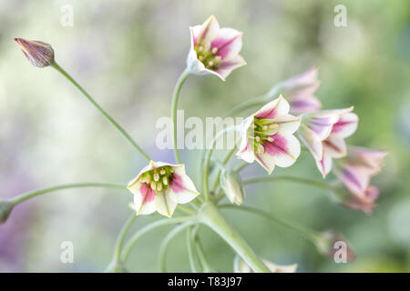 Nectaroscordum Siculum à fleur de ressort également connu sous le nom d'ail Miel Sicilien Banque D'Images