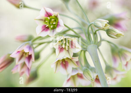 Nectaroscordum Siculum à fleur de ressort également connu sous le nom d'ail Miel Sicilien Banque D'Images