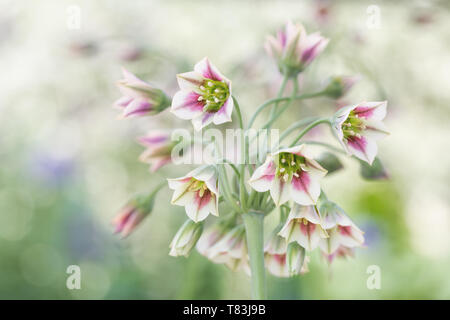 Nectaroscordum Siculum à fleur de ressort également connu sous le nom d'ail Miel Sicilien Banque D'Images