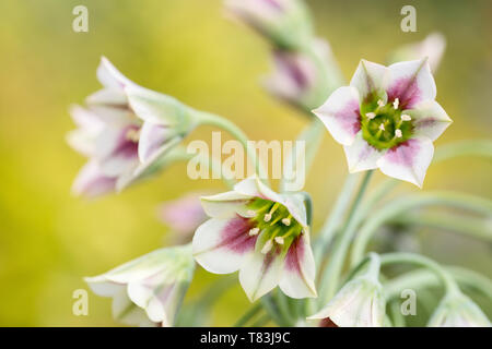Nectaroscordum Siculum à fleur de ressort également connu sous le nom d'ail Miel Sicilien Banque D'Images