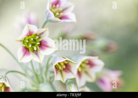 Nectaroscordum Siculum à fleur de ressort également connu sous le nom d'ail Miel Sicilien Banque D'Images