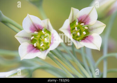 Nectaroscordum Siculum à fleur de ressort également connu sous le nom d'ail Miel Sicilien Banque D'Images