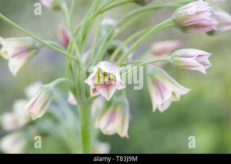 Nectaroscordum Siculum à fleur de ressort également connu sous le nom d'ail Miel Sicilien Banque D'Images