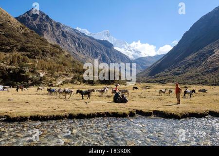 Camp de Base du pisco à côté d'eaux claires Creek dans le parc national de Huascaran, région d'Ancash, Pérou Banque D'Images