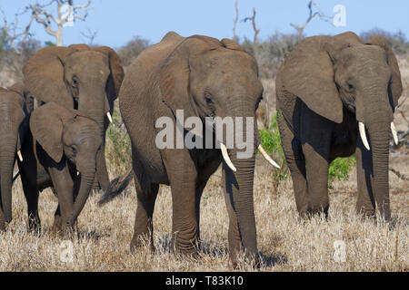 Bush de l'Afrique de l'éléphant (Loxodonta africana), l'éléphant avec de jeunes vaches, marcher sur l'herbe sèche, Kruger National Park, Afrique du Sud, l'Afrique Banque D'Images