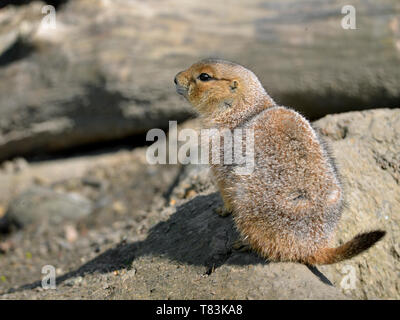 Jeune Chien de prairie (Cynomys ludovicianus) sur un rocher vu de derrière Banque D'Images