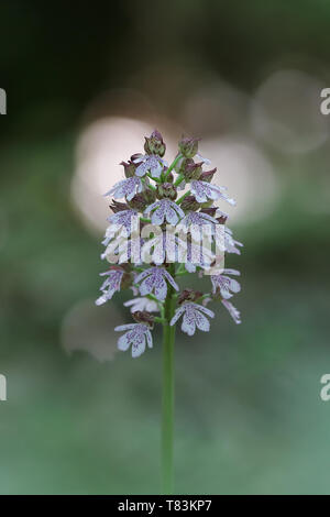 Lady orchid (Orchis purpurea), une espèce de sauvages indigènes, principalement à l'Europe Banque D'Images