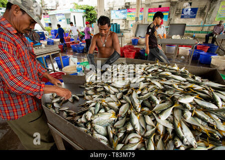 Samutsakorn Thaïlande - septembre8,2018 travailleur : la collecte de taille et type de poisson a été la capture de bateau de pêche à mahachai importante pêche district Banque D'Images