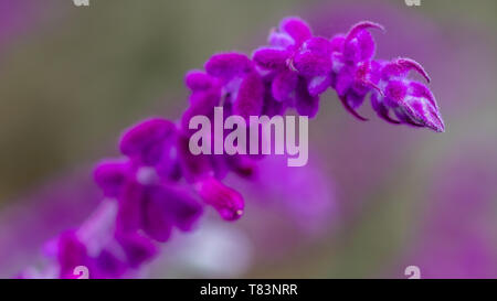 Salvia Sage Bush Mexicain Banque D'Images