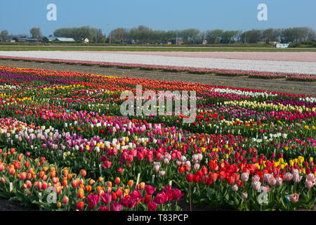 Lisse, Pays-Bas - 18 Avril 2019 : champ de tulipes hollandais traditionnel avec des fleurs colorées et des fermes à l'arrière-plan Banque D'Images