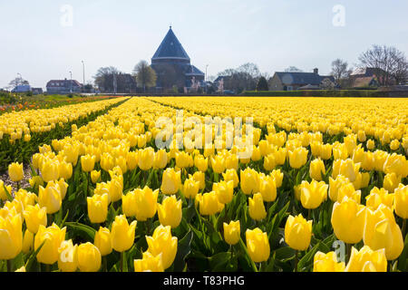Lisse, Pays-Bas - 18 Avril 2019 : champ de tulipes hollandais traditionnel avec des fleurs jaunes et Engelbewaarders église dans l'arrière-plan Banque D'Images