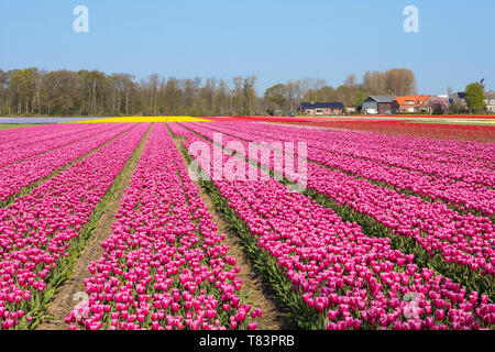 Lisse, Pays-Bas - 18 Avril 2019 : champ de tulipes hollandais traditionnel avec des rangées de fleurs roses et fermes dans l'arrière-plan Banque D'Images