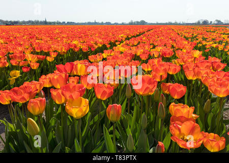 Lisse, Pays-Bas - 18 Avril 2019 : champ de tulipes hollandais traditionnel avec des rangées de fleurs rouge et jaune Banque D'Images