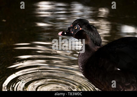 Le canard de Barbarie (Cairina moschata) natation Banque D'Images