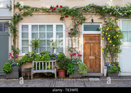 Chambre jaune avec des arbustes et rosiers en conteneurs dans Fernando Aínsa Amigues Mews, Notting Hill, à l'ouest de Londres, Angleterre Banque D'Images