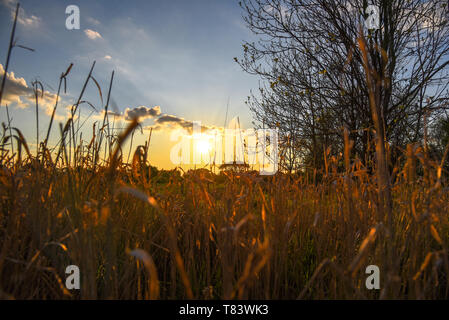 Coucher de soleil sur les cultures Banque D'Images