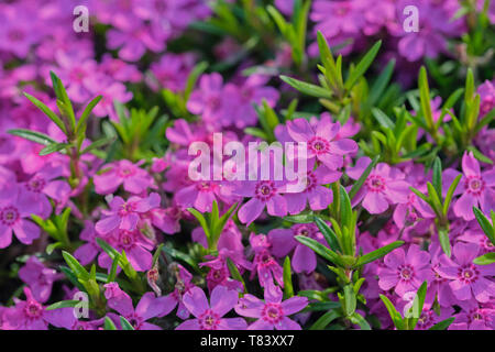 Gros plan d'une fleur violet phlox Phlox subulata appelé en Amérique latine, photo-remplissage Banque D'Images